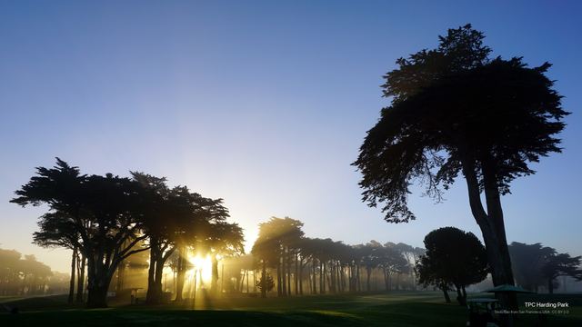 TPC Harding Park